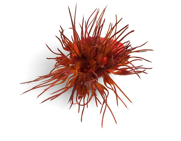Lauren Simeoni/Melinda Young, Wahoo Brooch